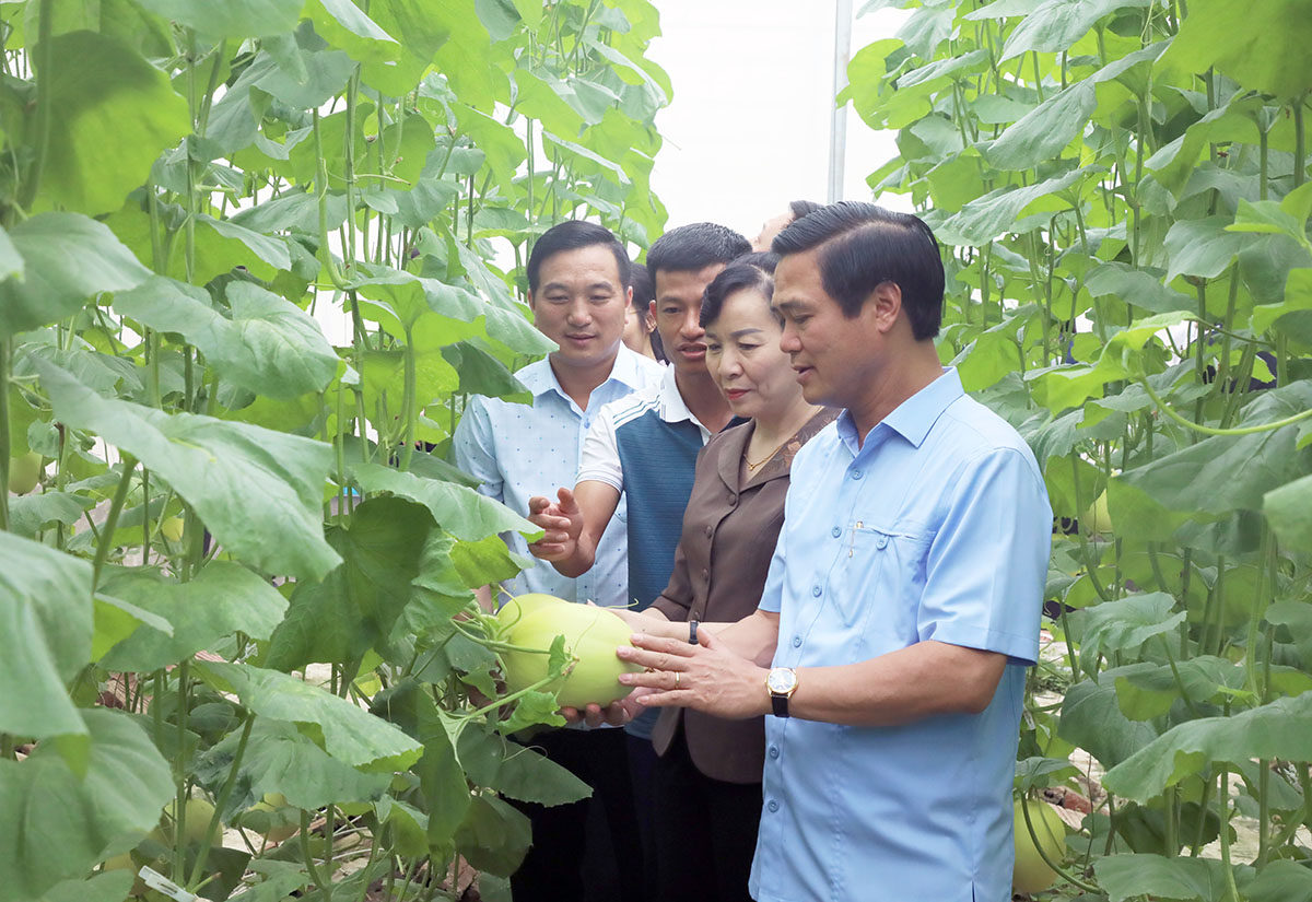Phó Chủ tịch UBND tỉnh Lê Xuân Lợi - Nhân rộng các mô hình sản xuất nông nghiệp tập trung, ứng dụng công nghệ cao trên địa bàn tỉnh